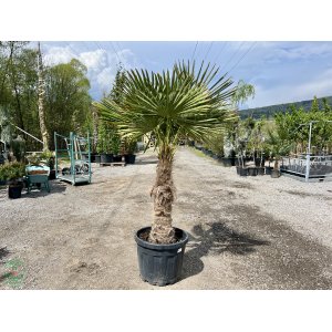 Palma konopná (Trachycarpus fortunei)  - výška kmeňa 80-90 cm, celková výška 160-180 cm, kont. C50L(-17°C) 